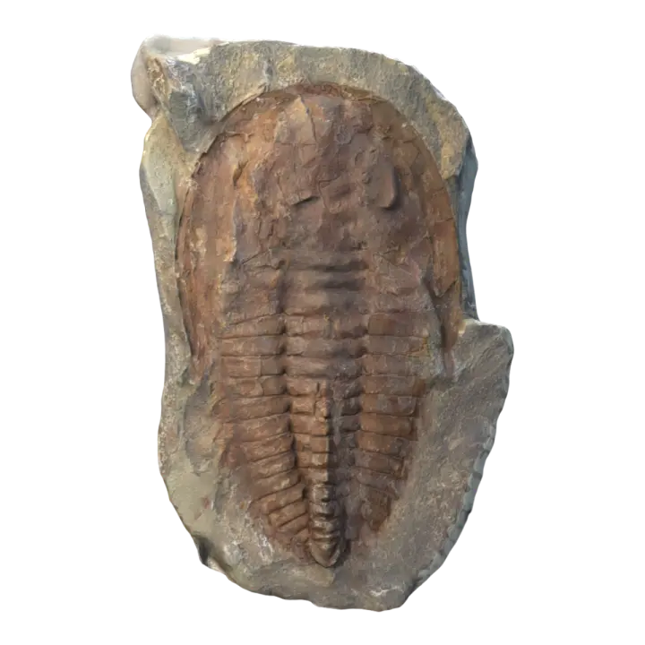 Paradosis trilobite, a fossil specimen of the Bournemouth Society for Natural Sciences 3D model preview on Freecreat