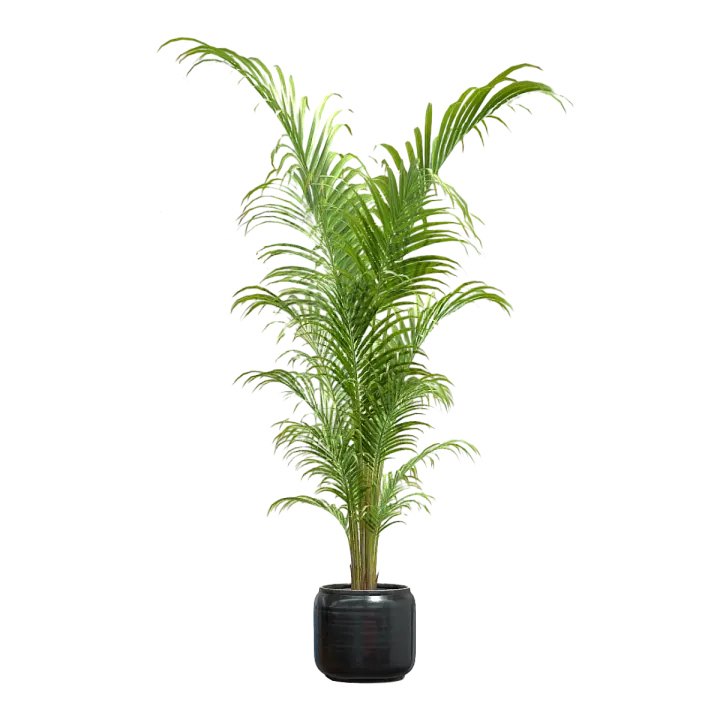 domestic decorative vegetation kwai 3D model preview on Freecreat